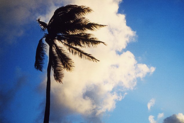 Palme