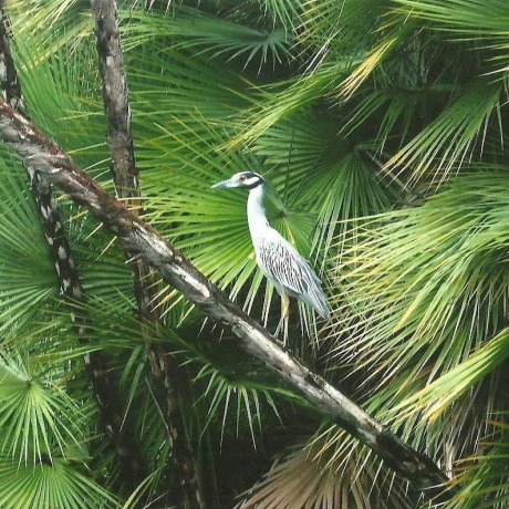 Dschungel in der N&auml;he von Orange Walk